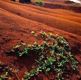 《河洛群侠传2》明教法王介绍 金蛇毒王和孔雀鸣王